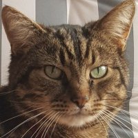 That's plenty (@thatplenty56680) 's Twitter Profile