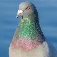 profile is random (@slightlybigguy1) 's Twitter Profile