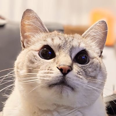 自宅裏庭で出会った母猫と4匹の子猫をきっかけにTNR 保護 譲渡を個人でしてきました。
TwitterXで色々な自称猫ボランティアを見ていると…次から次へと集めるだけで幸せにしていないアニマルホーダーや、不幸な野良猫を増やし続けた餌やりが多いなぁと思いました。
犬との暮らしは40年以上です。