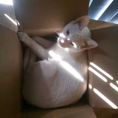 whitecatplays's profile picture. 2d6 probs