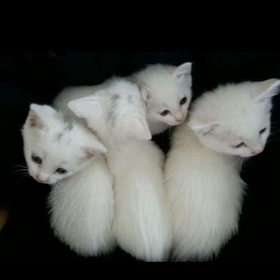 angel82933683's profile picture. 