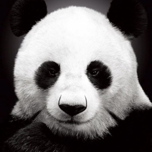 princeified's profile picture. 