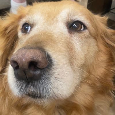 hakuchou101's profile picture. 犬大好きʕ•ᴥ•ʔ