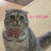 みぃちゃん🐈⬛︎💕︎︎ (@tennekochan888) Twitter profile photo みぃちゃん🐈⬛︎💕︎︎ (@tennekochan888) Twitter profile photo