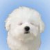 ^ᴥ^ (@1liqgx) Twitter profile photo ^ᴥ^ (@1liqgx) Twitter profile photo