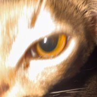 Rang cheng (@rangchenzui9012) 's Twitter Profile