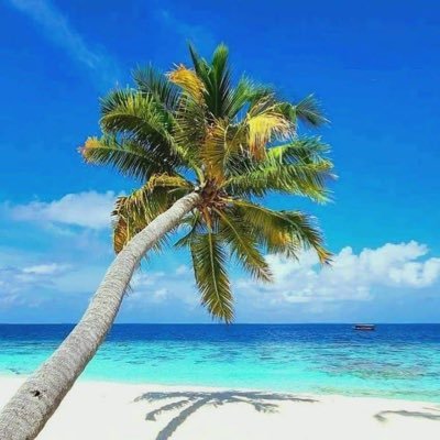 dukaeduart's profile picture. 