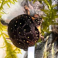 プリン (@it08310920) 's Twitter Profile