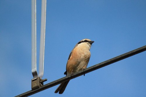 twi_yuzchi's profile picture. 