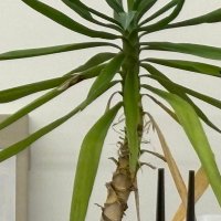 🌵 (@feeling_avocado) 's Twitter Profile