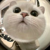Pairrylin (@sunflow40989416) 's Twitter Profile