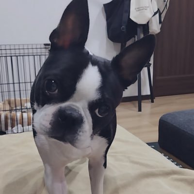 🐶🐄オセロ 2019.5.6~🐸🌈露伴 2019.8~2023.10.29 フォローしていただいたら、たまに皆様のタイムラインをシロクロに染めます🤍🖤 主は英語学び直し中!TOEIC870、英検準一級取得(一級チャレンジ頑張るぞ