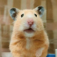 ぐる🐹 (@1nii7c) 's Twitter Profile Photo