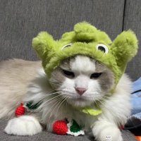 Nuoyi🇨🇳 (@nuoyi0504) 's Twitter Profile Photo