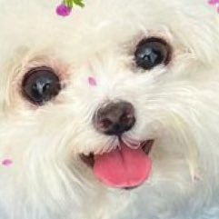 thegobbleinn's profile picture. This is a hostile takeover of the now defunct D,D podcast’s twitter. I’m the captain now.