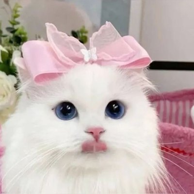 Here we share the cutest cat videos! 🐱💖 #LoveCats. We do not own any content posted—all credit goes to the respective original owner.