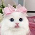 Kitties Videos (@kittiesvids) Twitter profile photo Kitties Videos (@kittiesvids) Twitter profile photo