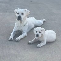Geno Pierce (@genopierce) 's Twitter Profile