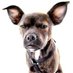Moderate Mutt (@moderatemutt) Twitter profile photo Moderate Mutt (@moderatemutt) Twitter profile photo