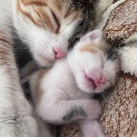Gülsüm (@gulsumella_md) 's Twitter Profile Photo Gülsüm (@gulsumella_md) 's Twitter Profile Photo