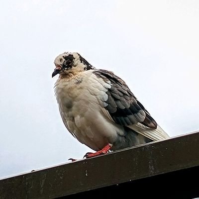ふらさんのプロフィール画像