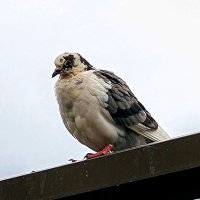 ふら (@flabokin) 's Twitter Profile