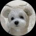 ⋆⸜ ポッケちゃん ⸝⋆ (@pocke_0717_) Twitter profile photo ⋆⸜ ポッケちゃん ⸝⋆ (@pocke_0717_) Twitter profile photo