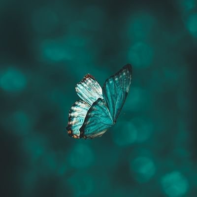 strawberry50742's profile picture. 