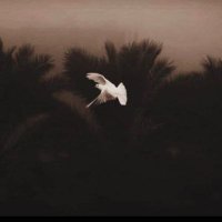 Alaa Alhaji (@alaa_alhaji5) 's Twitter Profile