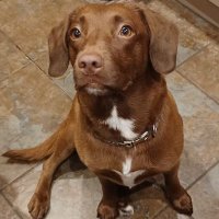 Lola Wigglebutt #BARK (@lolawigglebutt) 's Twitter Profile