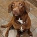 Lola Wigglebutt #BARK (@lolawigglebutt) Twitter profile photo Lola Wigglebutt #BARK (@lolawigglebutt) Twitter profile photo