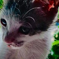 BATUSAY (@cincojr1jr) 's Twitter Profile