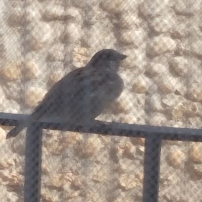 pipioles's profile picture. 