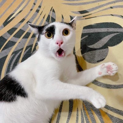 Bongcombo's profile picture. 