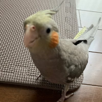 puriketsu_love2's profile picture. ふなちゃんフォロバH26.6/8♪リプ5️⃣ギューッ1⃣ あだ名ふでばこ😀H30.9.16Toshi.H31.2.9Yoshiki❤️ふなちゃん🌻うなも🍠さぬどん🍜カパル🥒ふぅむむ😺やぶきじくんはつみスト.No.24、きぢタグシリアルNo.005😀ゆるキャラ、ちいかわ→モモンガ、ウサギ大好き❤