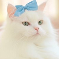 Tammy (@tammyleeblosser) 's Twitter Profile Photo