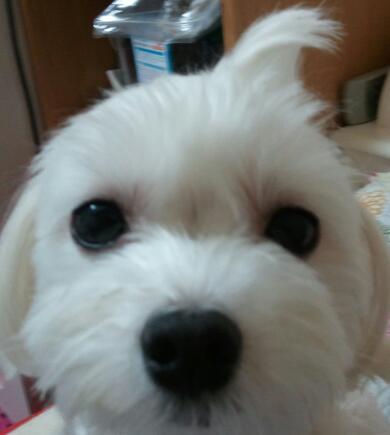 siroiopo's profile picture. ワンワン吠えるだけが犬じゃないんだぜ。わたしおぽは、おそらにいますがともにいます。ぽむぽむはこのあいだおうちにやってきたあかちゃん。飼い主さんとわたしがそだてています。