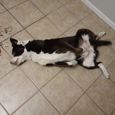 bucklov62's profile picture. Dao Wuwei Wasichu