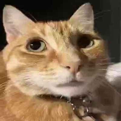 𝙇𝙞𝙘𝙝𝙞 𝙎𝙞𝙣 𝙄𝙙𝙚𝙖𝙨さんのプロフィール画像