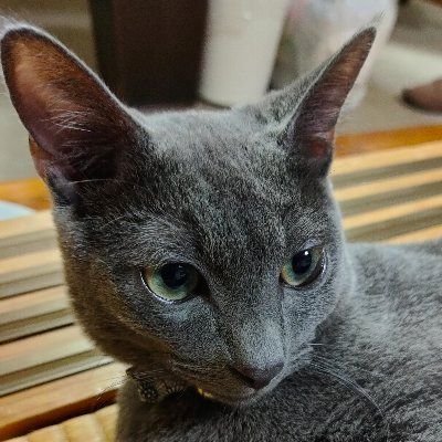 出張で食い倒れる人。PCがないと仕事もなんもできない廃人兼医療従事者兼某氏の弟子。メインxiaomi14ultra、サブY700。イヤホン系AZ80、SIVGA Que、ARCANIS、Kinera NORN、Skuld、Go bar 剣聖。アイコンは実家の猫様。
※商品購入時のおめでとうコメントは不要です🙇