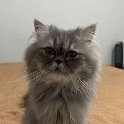 luis2898's profile picture. Haz las cosas una y otra vez hasta que salgan bien, el sabio error