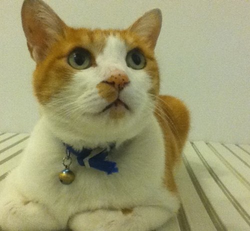 toranekonomee's profile picture. 