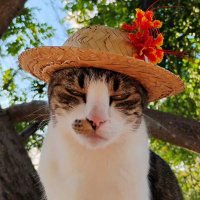 Ka (@caracterek) 's Twitter Profile