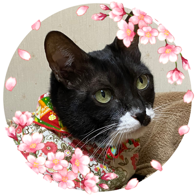 wanlove20100701's profile picture. 腐女子40⤴️ BL猫アニメ 💕 上田アキ先生最推し💝 BL歴35年ほど 🏠に迷い込んだ黒白🐈‍⬛福♀12歳と暮らしてます ペット美容室を1人自宅にて経営中🐩✂✨ トリマー歴は29年以上 18歳未満はフォロー❌