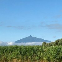 💛💚れいわ新選組は日本を救う💚💛 (@daitandait) 's Twitter Profile