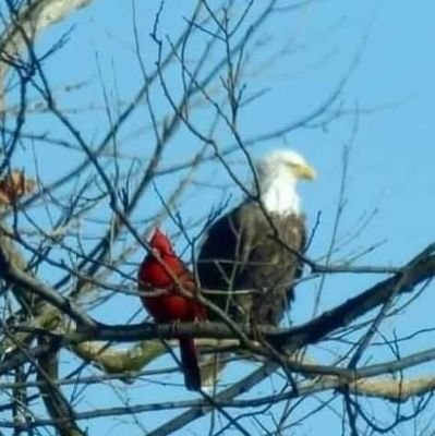 🇺🇸 America First, mom, grandma, Christian ✝️, followed by @CarlsCreek42