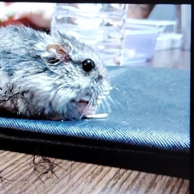 QhSuz825Hg63247's profile picture. 