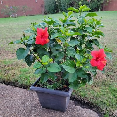 MusicLoverTX's profile picture. 