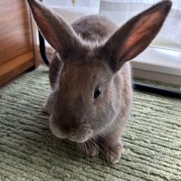 かぼす日記🐰🍊 (@kabotsunikki) 's Twitter Profile Photo かぼす日記🐰🍊 (@kabotsunikki) 's Twitter Profile Photo