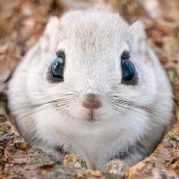 こんばんはエゾモモンガ (@konbanhamomonga) 's Twitter Profile